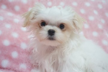 マルチワ(父マルチーズ×母ロングチワワ)【千葉県・男の子・2021年9月1日・ホワイト】の写真「物怖じもなくおっとりで甘えん坊な男の子です♪」