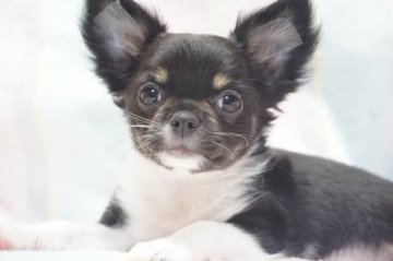 チワワ(ロング)【千葉県・女の子・2020年11月20日・ブラックタン&ホワイト】の写真「いつでもしっぽフリフリ物怖じもない優しい子です♪」