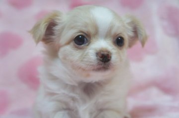 チワワ(ロング)【千葉県・女の子・2017年12月19日・クリームホワイト】の写真「モフモフで尻尾フリフリ超懐っこい子です♪動画UP」