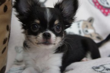 チワワ(ロング)【千葉県・男の子・2017年10月1日・ブラックタン&ホワイト】の写真「明るい愛想良しの元気っ子」