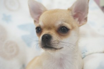 チワワ(スムース)【千葉県・女の子・2020年1月13日・フォーン】の写真「お膝の上が好きな甘えっこちゃん♪」