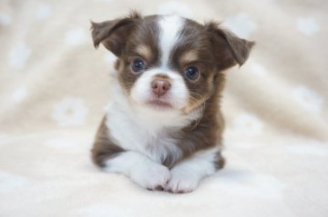 チワワ(ロング)【千葉県・男の子・2020年5月5日・チョコタン&ホワイト】の写真「物怖じもなくしっぽフリフリ愛想も抜群です」