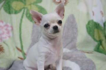 チワワ(スムース)【千葉県・女の子・2019年2月17日・ホワイトクリーム】の写真「人見知りのない活発で明るい、べったりな甘えたちゃん」