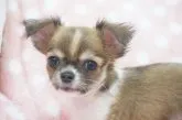チワワ(ロング)【千葉県・女の子・2022年2月2日・レッドセーブル&ホワイト】の写真1「4月１０日撮影です」