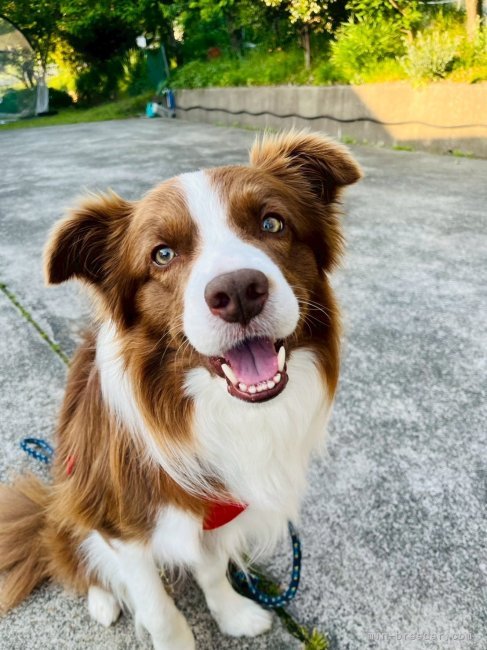 島田みどりブリーダーのブログ：ボーダーコリー出産予定です。