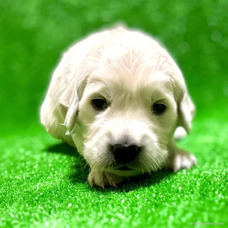 ID:2509-01579の子犬