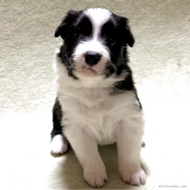 ID:2504-00400の子犬