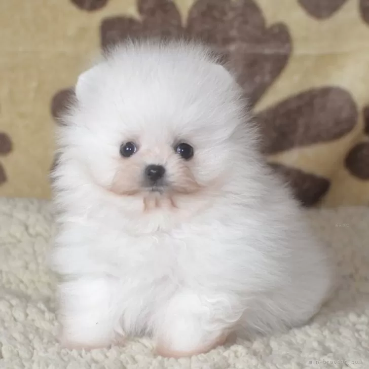 ポメラニアン【鹿児島県・男の子・2025年10月17日・ホワイト】の写真1