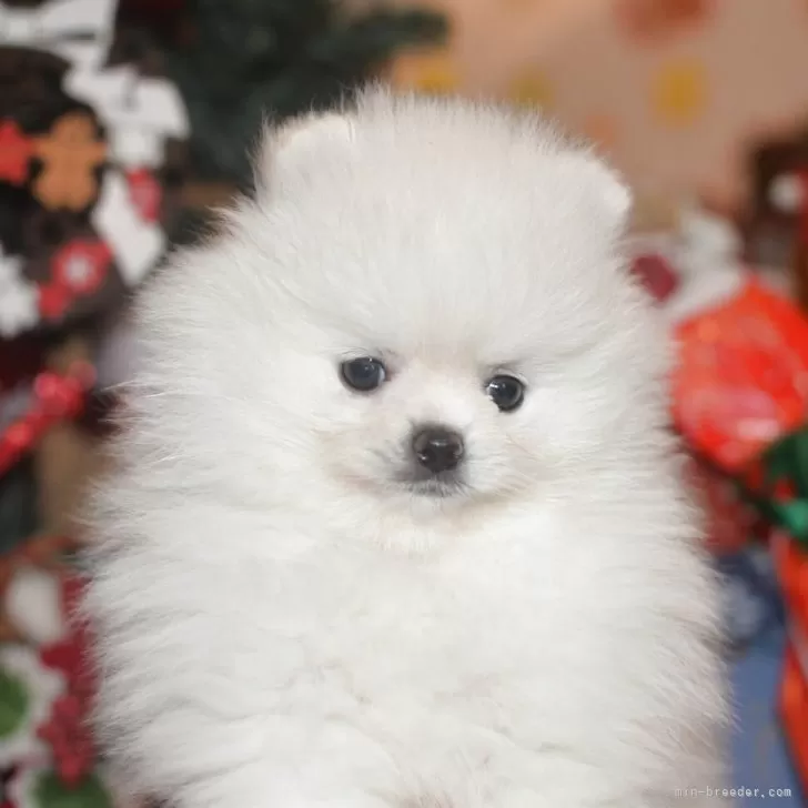 ID：2512-03821の子犬