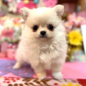 ポメチワ(ポメラニアン×チワワ)【鹿児島県・男の子・2025年1月16日・クリーム】の写真「ふわふわポメチー（長男君）」