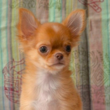 チワワ(ロング)【鹿児島県・男の子・2025年5月22日・チョコレートフォーン】の写真「可愛いちくわ君」