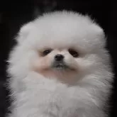 ポメラニアン