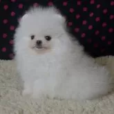 ポメラニアン【鹿児島県・男の子・2025年8月19日・ホワイト】の写真3