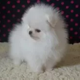 ポメラニアン【鹿児島県・男の子・2025年8月19日・ホワイト】の写真6