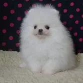 ポメラニアン【鹿児島県・男の子・2025年8月19日・ホワイト】の写真2