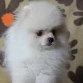 ポメラニアン【鹿児島県・女の子・2025年8月15日・ホワイト】の写真10