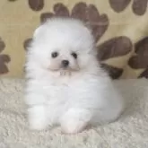 ポメラニアン【鹿児島県・男の子・2025年10月17日・ホワイト】の写真9