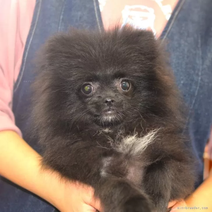 ID:2312-03828の子犬