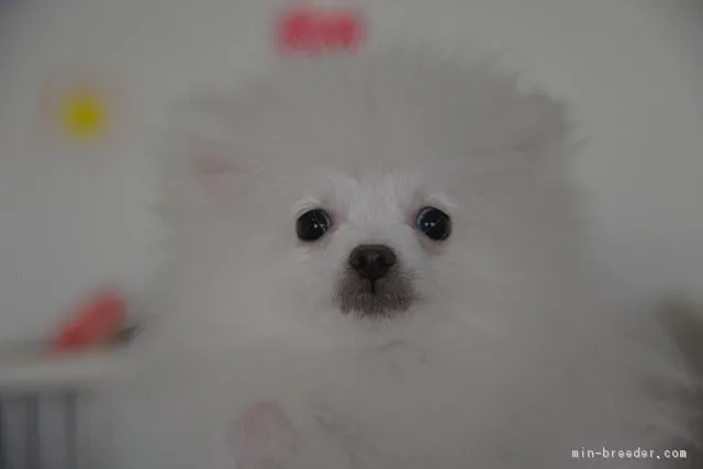 ID:1801-01699の子犬