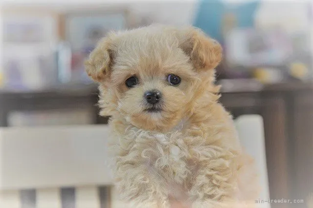 ID：2205-00706の子犬