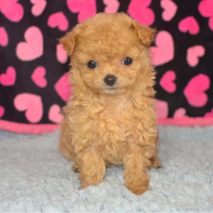ID：2402-01964の子犬