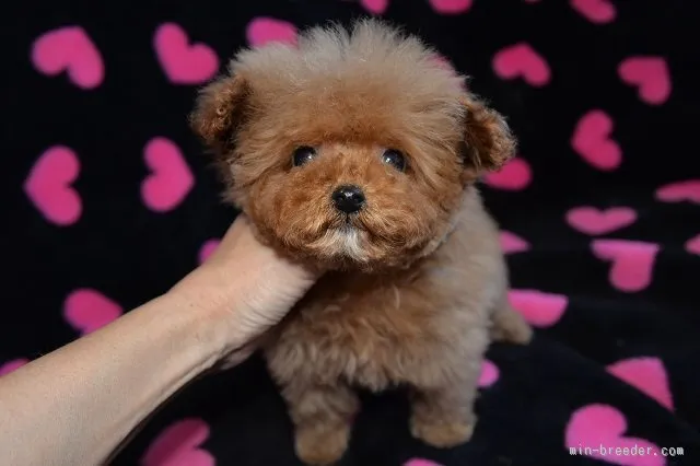 ID：1602-01133の子犬