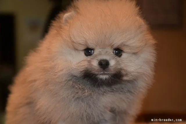 ID:1806-02009の子犬