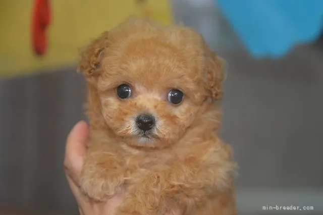 ID：2204-01970の子犬