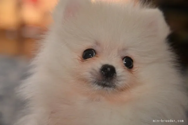 ID：1707-01310の子犬