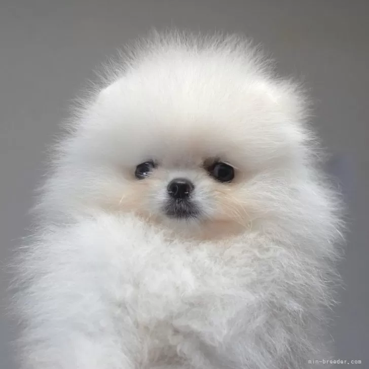ID：2406-05214の子犬