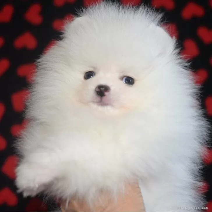 ID:2404-05006の子犬
