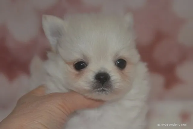 ID：2201-03979の子犬