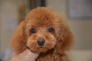 トイプードル(タイニー)【鹿児島県・女の子・2019年6月8日・レッド】の写真「個性的な四兄妹（次女）」