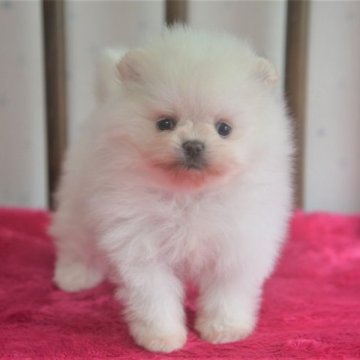 ポメラニアン【鹿児島県・女の子・2023年7月17日・ホワイト】の写真「小振りなホワイトちゃん」