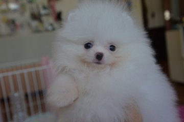 ポメラニアン【鹿児島県・男の子・2017年7月1日・ホワイト】の写真「天使みたいな白ポメくん」