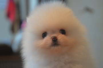 ポメラニアン【鹿児島県・男の子・2019年7月10日・ホワイト】の写真「ホワイト、綿あめ君」