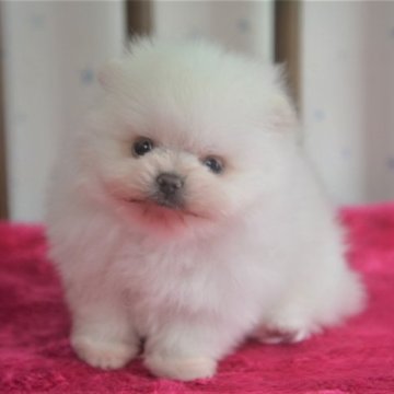ポメラニアン【鹿児島県・男の子・2023年7月17日・ホワイト】の写真「小振りなホワイト君」