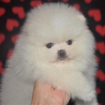ポメラニアン【鹿児島県・女の子・2023年3月27日・ホワイト&クリーム】の写真「ぷりんぷりんなプリティーガール」