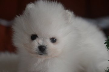 ポメラニアン【鹿児島県・女の子・2018年11月7日・ホワイト】の写真「白ポメ、これからベッピンさんになります。」