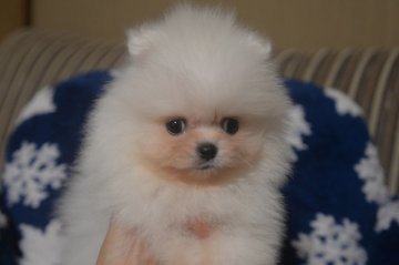 ポメラニアン【鹿児島県・男の子・2021年2月20日・ホワイト】の写真「醜いアヒルの子( ;∀;)」