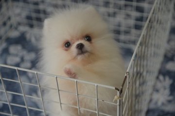 ポメラニアン【鹿児島県・女の子・2019年5月22日・ホワイト】の写真「ホワイト、お転婆さんです。」