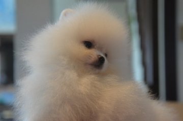 ポメラニアン【鹿児島県・女の子・2019年3月23日・ホワイト】の写真「円らな瞳の白ポメちゃん」