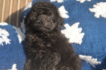 トイプードル(タイニー)【鹿児島県・男の子・2019年12月7日・ブラック】の写真「元気いっぱい黒プー君」