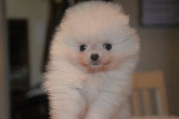 ポメラニアン【鹿児島県・女の子・2019年1月12日・ホワイト】の写真「幼顔な女の子」