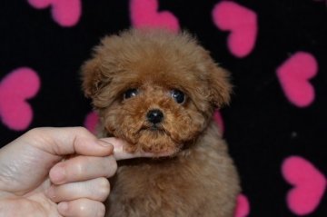 トイプードル(ティーカップ)【鹿児島県・男の子・2015年12月5日・レッド】の写真「童顔の男の子」