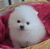 ポメラニアン【鹿児島県・男の子・2022年9月18日・ホワイト】の写真1