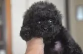ティーカッププードル【鹿児島県・女の子・2019年9月7日・ブラック】の写真3