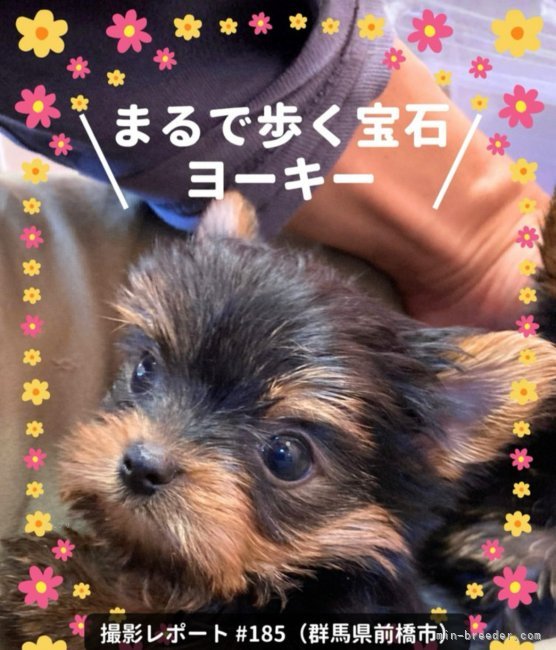 阿久澤京子ブリーダーのブログ：カレンダー撮影