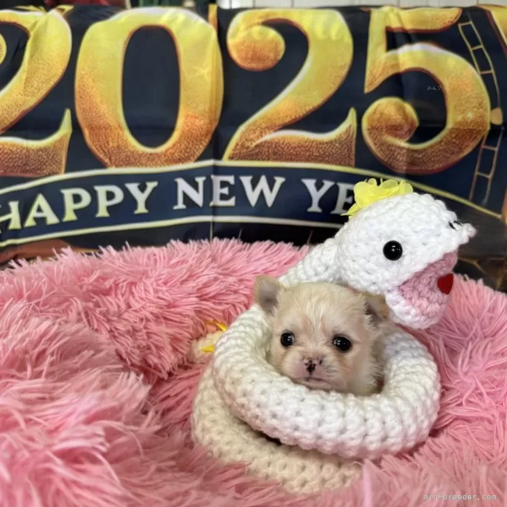 ID:2412-03784の子犬