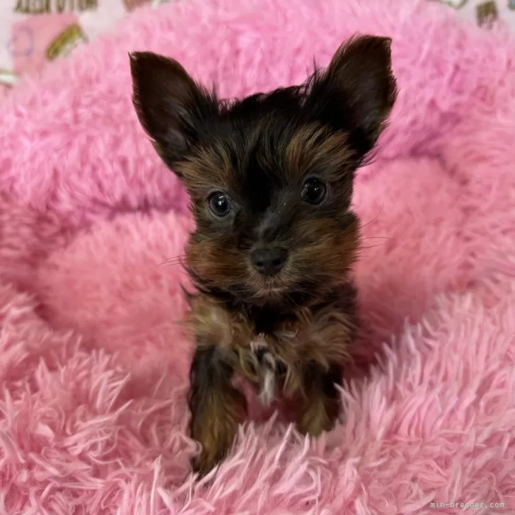 ID:2502-02076の子犬